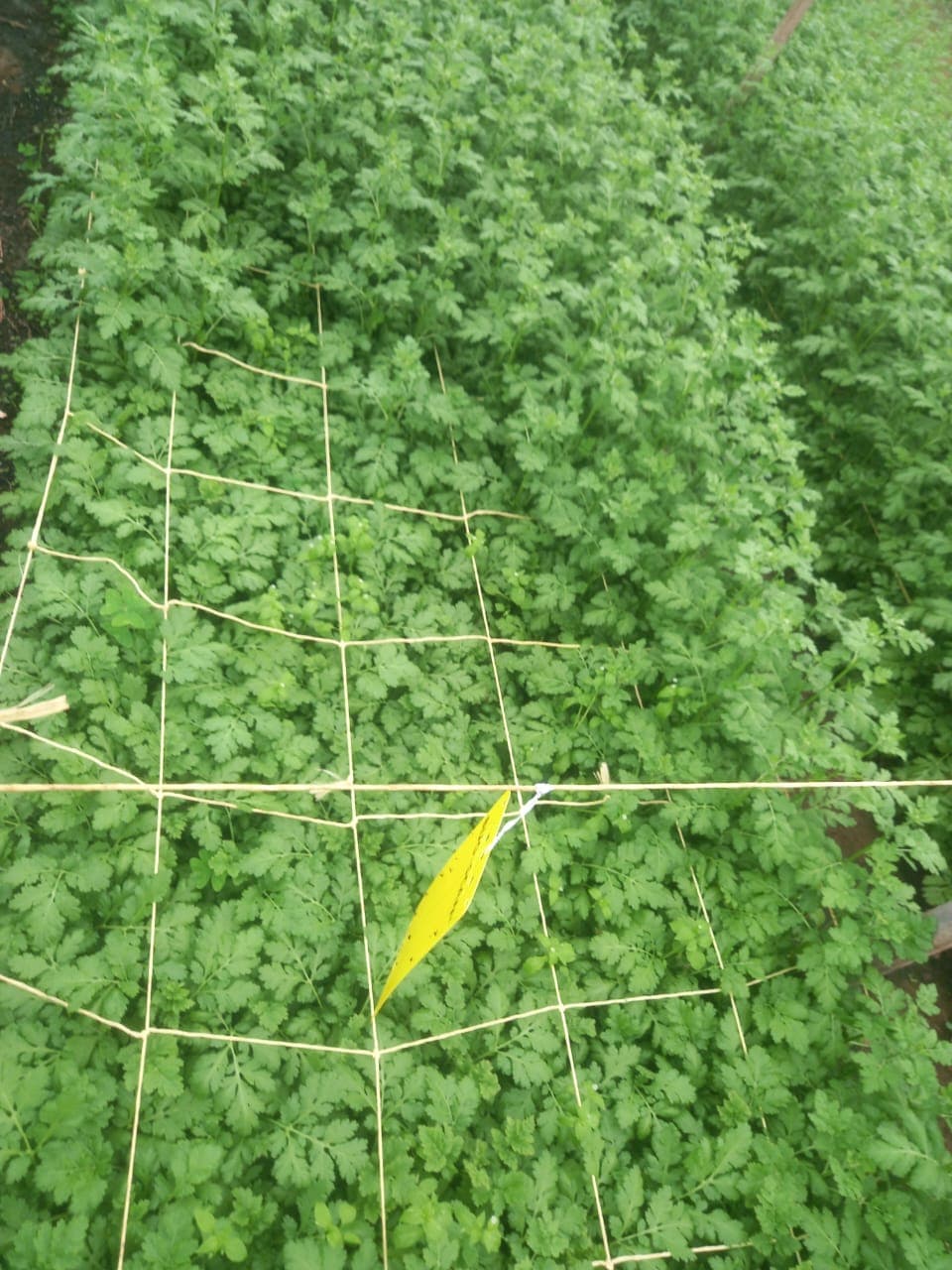 Plant in its field context